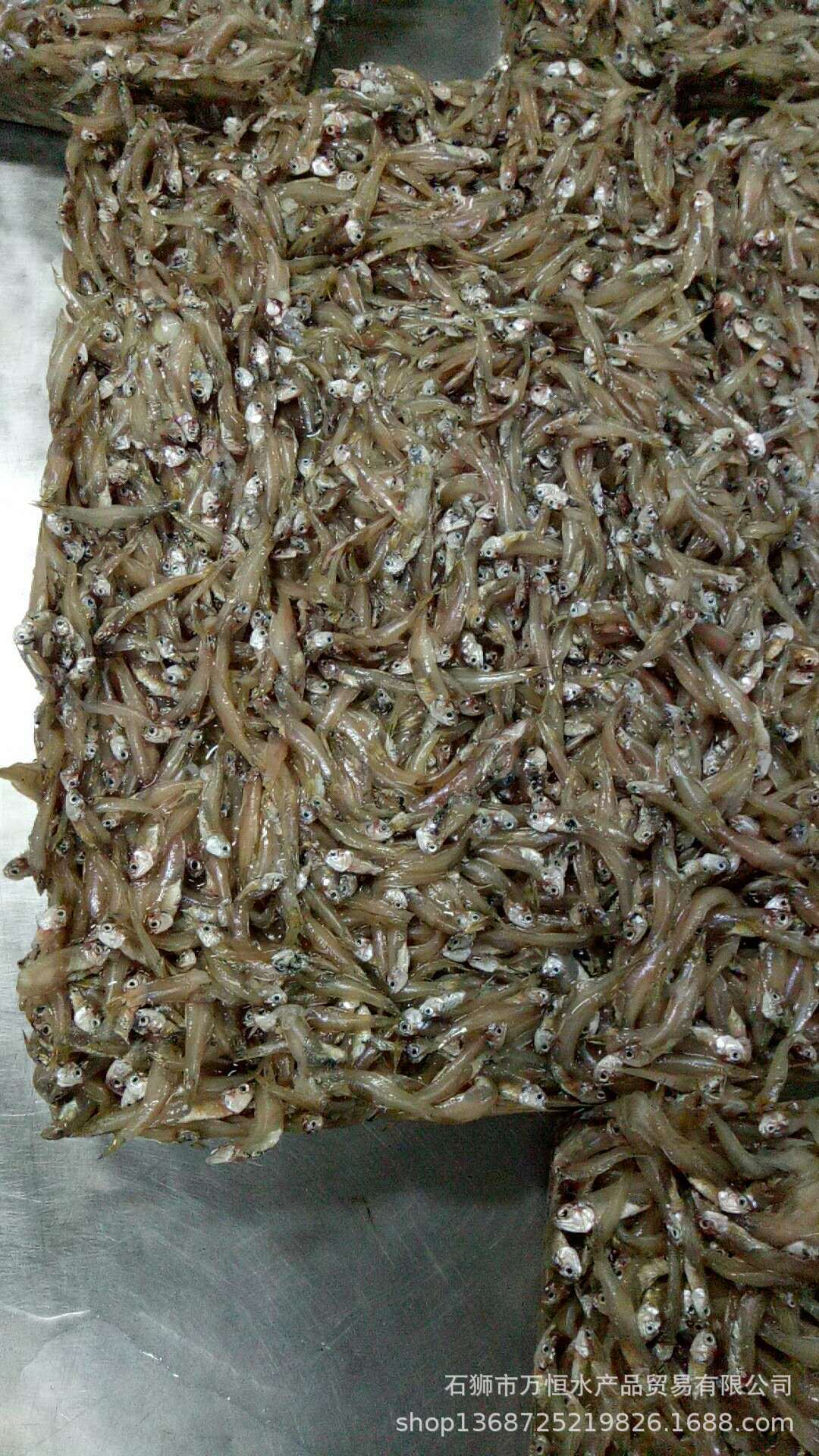 石狮万恒水产贸易有限公司批发冷冻小江鱼 小汤鱼 凤尾鱼 可出口