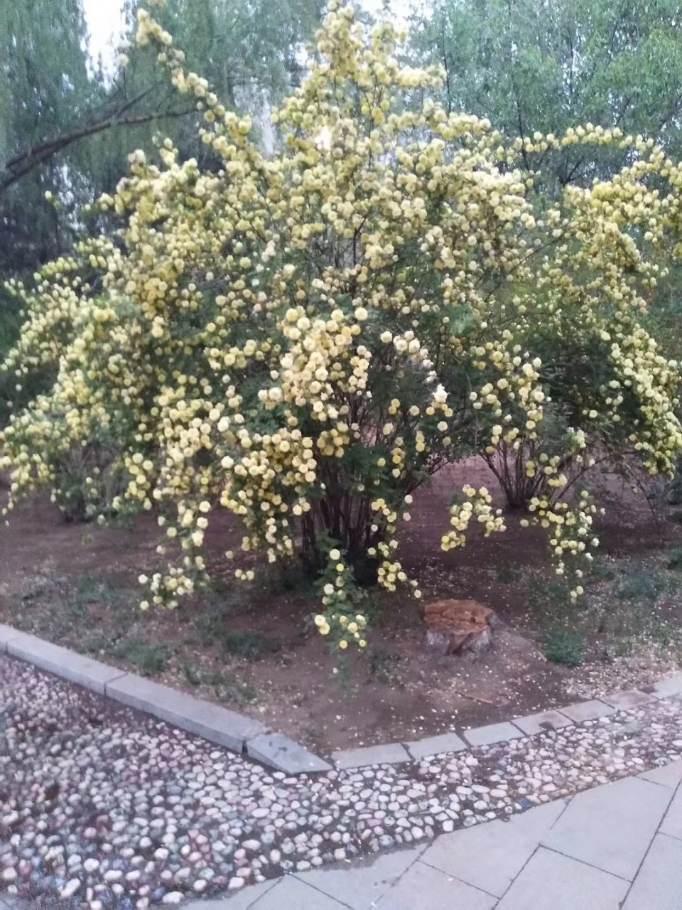 辽宁黄刺梅 东北黄刺梅 黄刺梅大墩 营养杯黄刺梅价格图片小苗