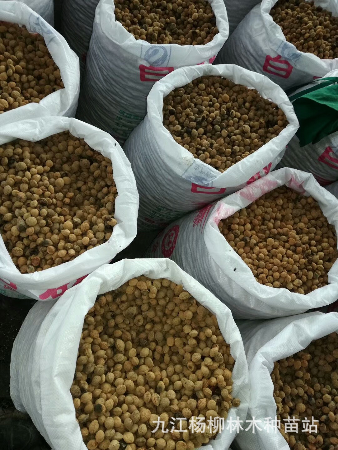 供应青梅种子 青梅树种子 青梅子 果树种子 嫁接砧木 种子批发