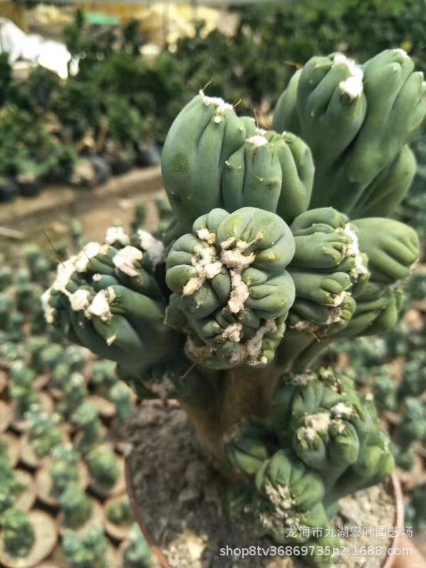 紫云罗汉山影拳仙人掌仙人球高30公分多肉植物沙生植物