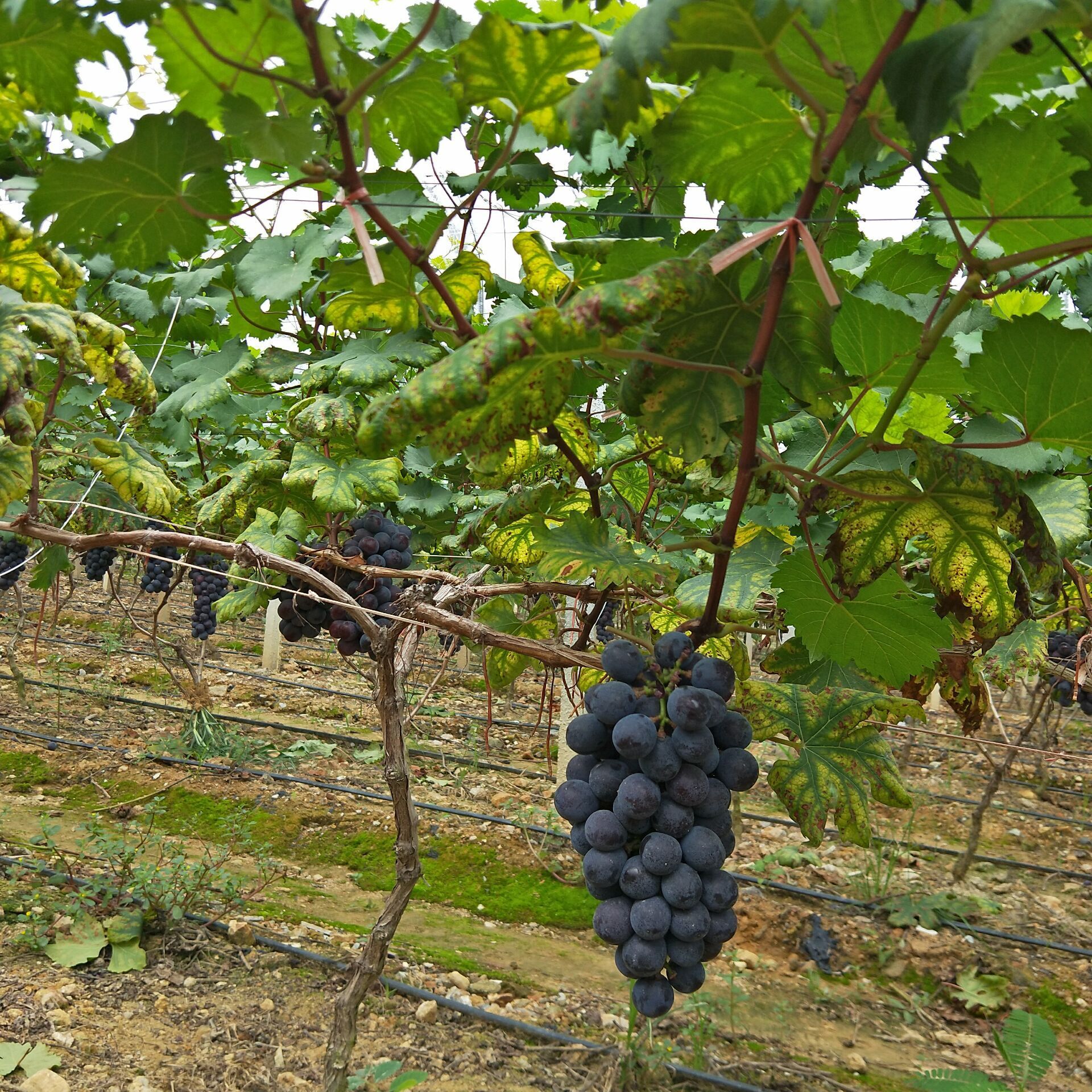 看着满园的提子挂 在支藤上,宛如一粒粒珍珠一样