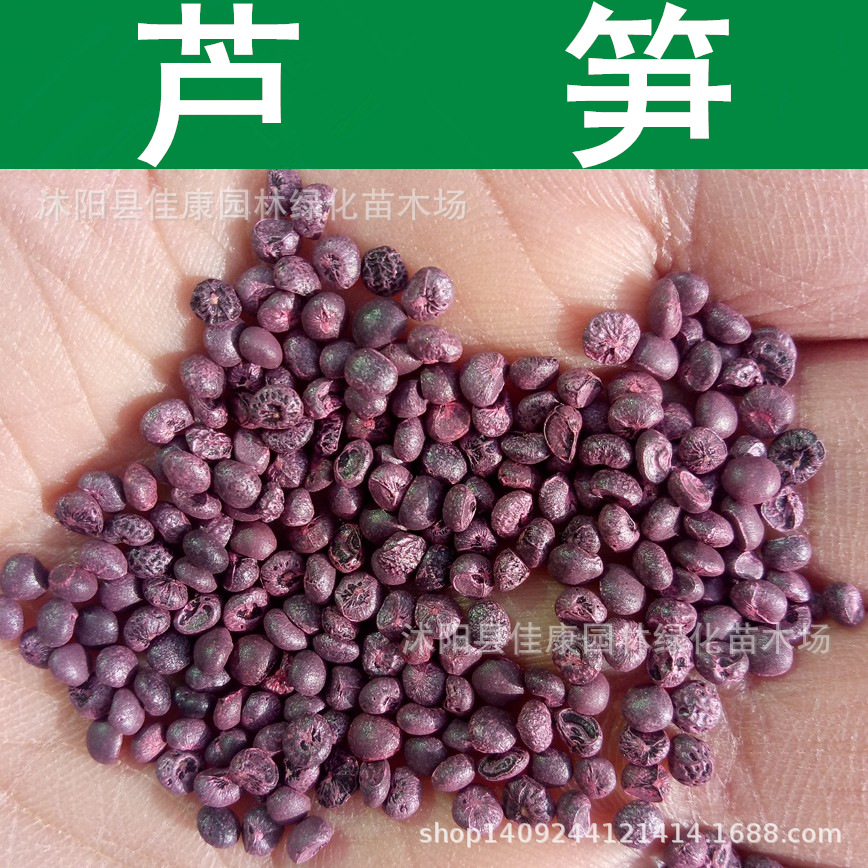 芦笋种子 露笋 石刁柏 山文竹 南荻笋 绿芦笋种子 1件=1斤
