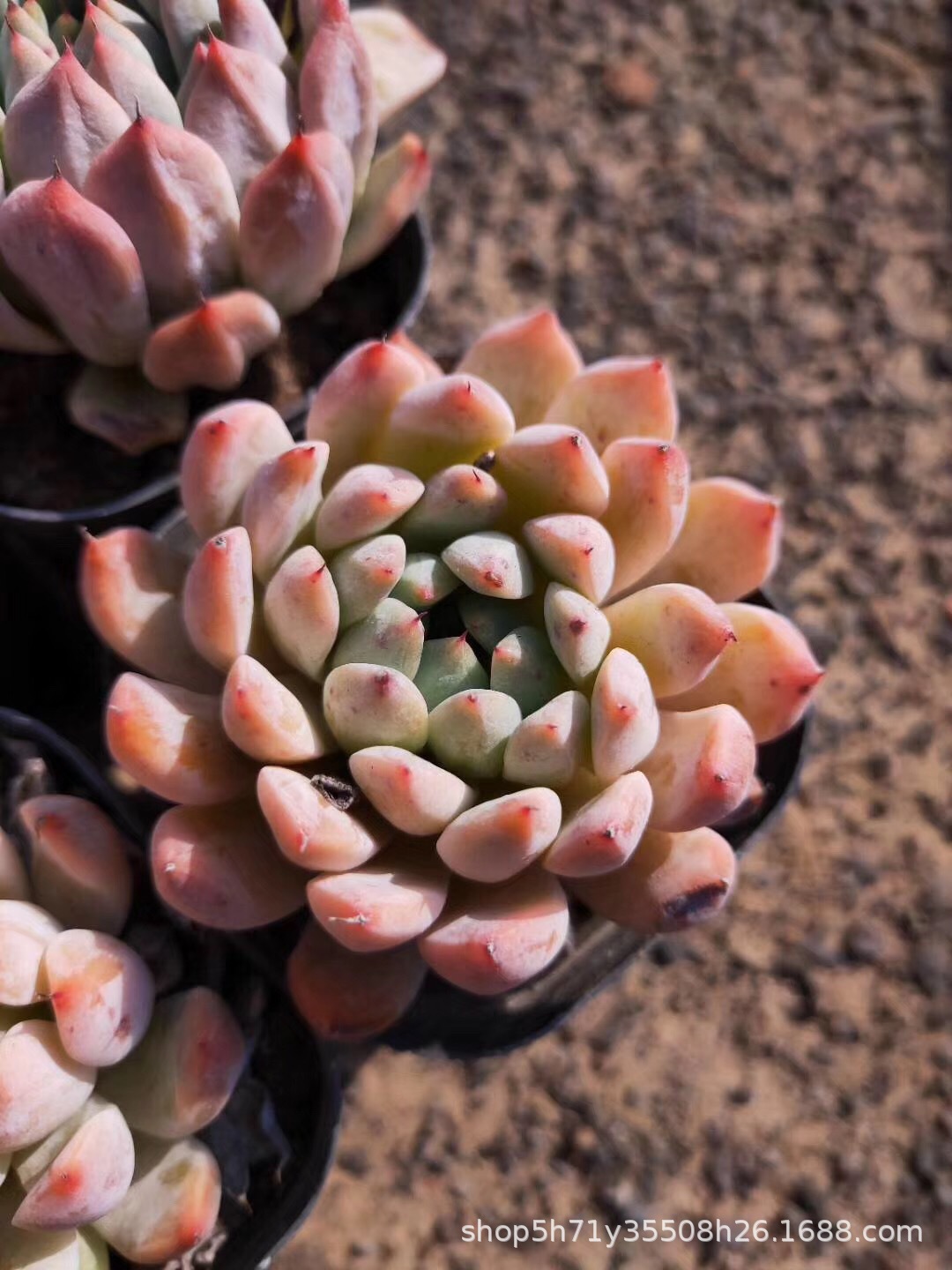 093多肉盆栽植物大棚批发 小桃红 品相好多肉品种裸根发