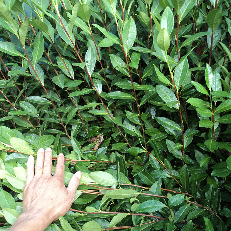 茶农批发龙井43茶苗 浙江茶苗基地直供一年生茶树苗良种茶叶苗