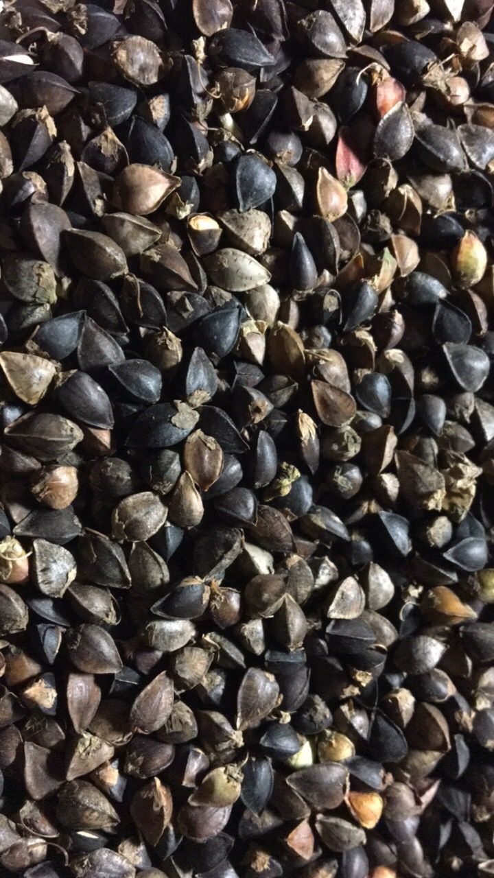 甜荞麦-阿里巴巴