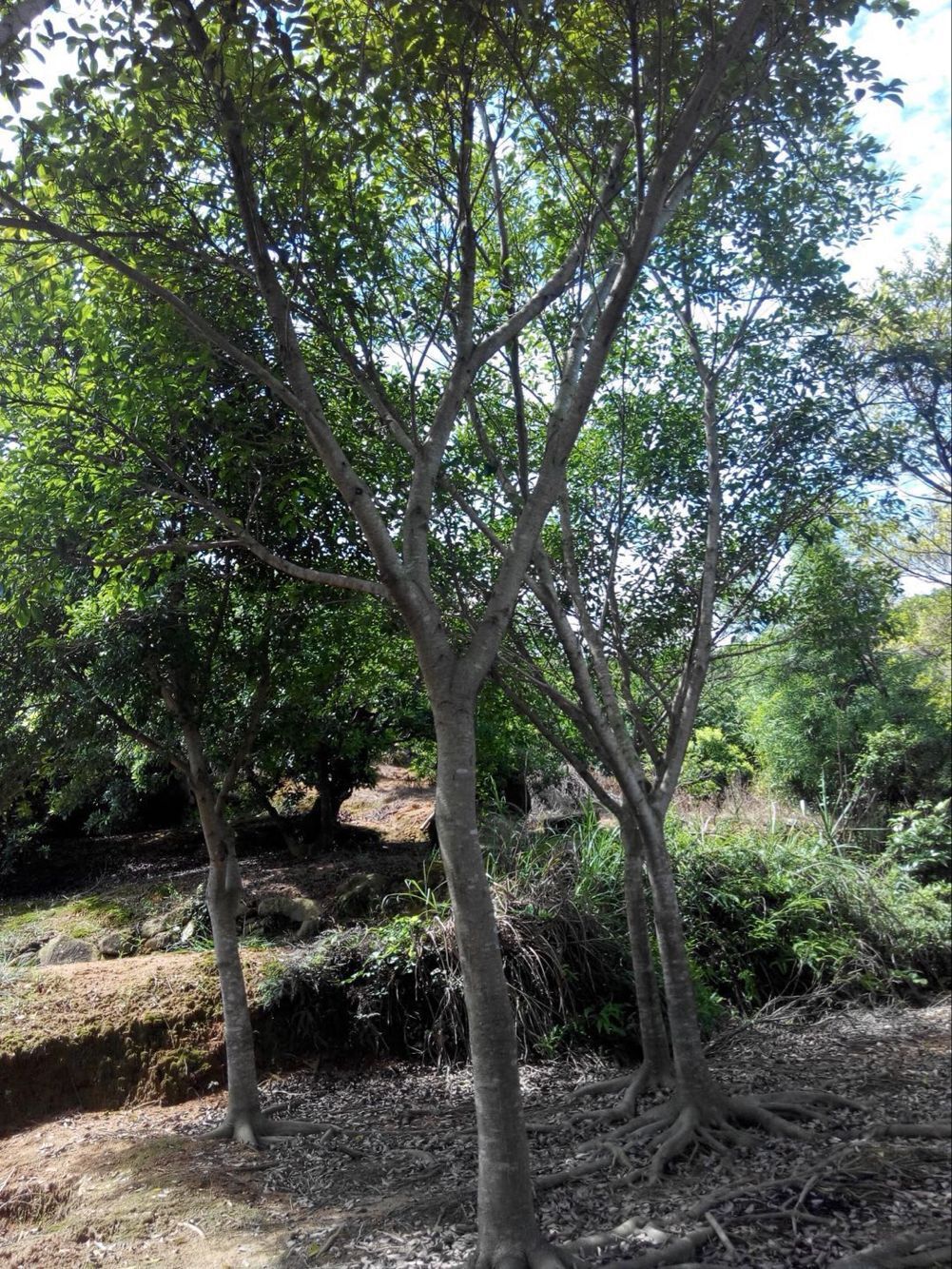 福建红皮榕价格 福建红皮小叶榕报价 福建耐寒小叶红皮榕基地