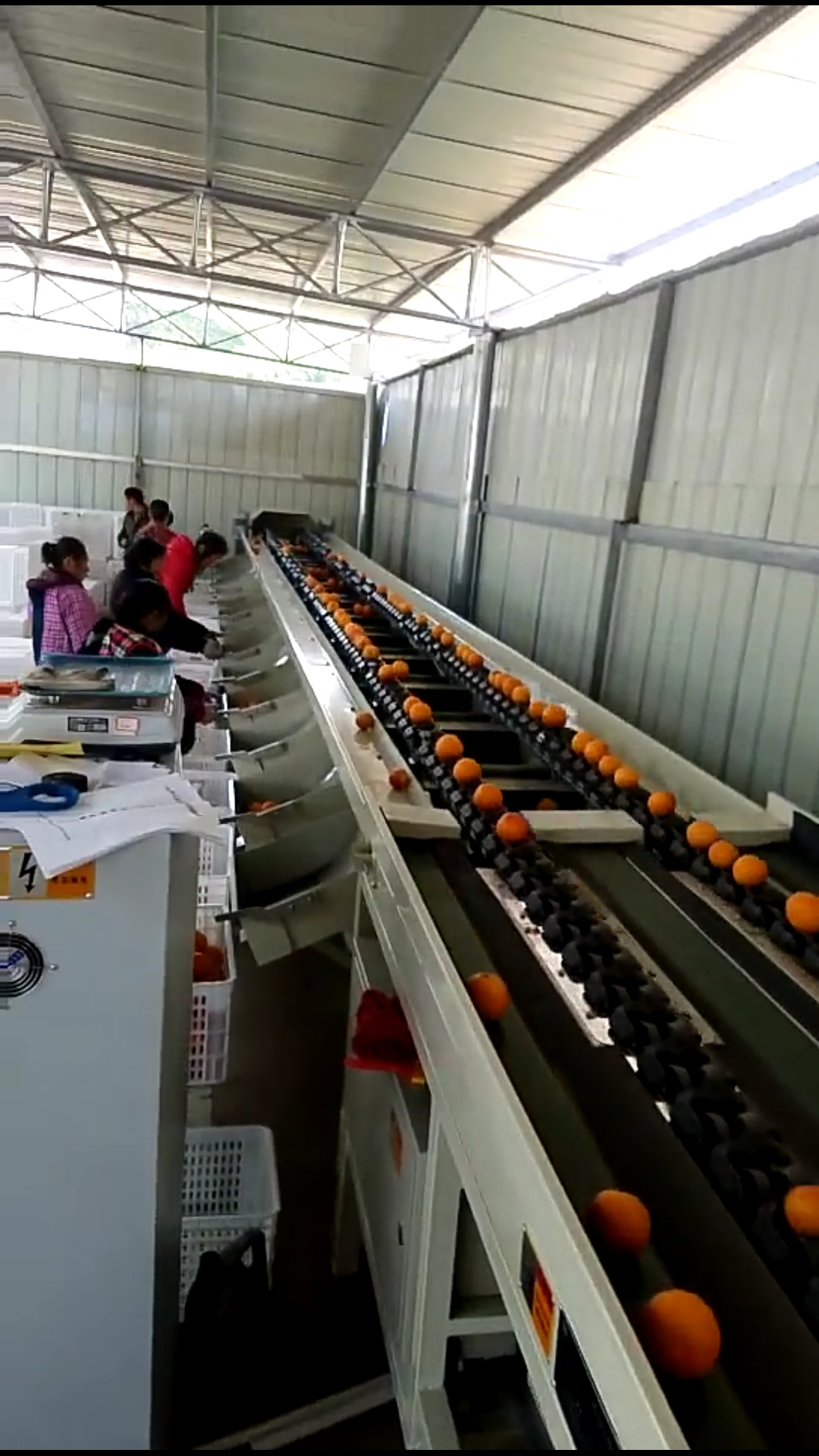 双通道智能型水果分选机