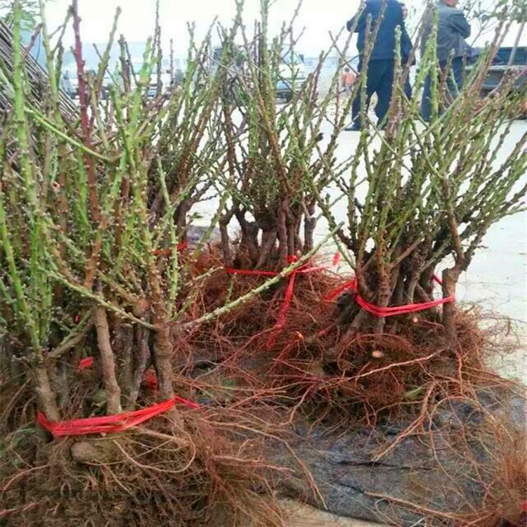 寿星桃苗重瓣桃花寿心桃盆栽盆景桃树苗辟邪树耐寒植物观赏桃花子
