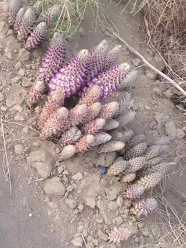 肉苁蓉种子 大芸肉苁蓉种植基地 新产大芸种子-阿里巴巴