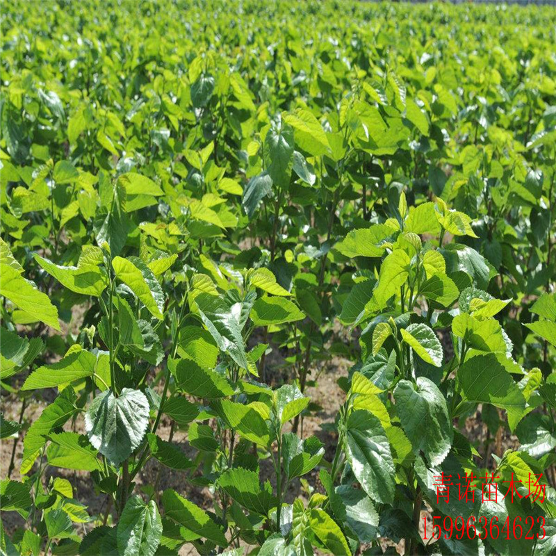 批发桑树苗 养蚕大叶桑树苗 盆栽四季果桑苗 南方北方种植庭院