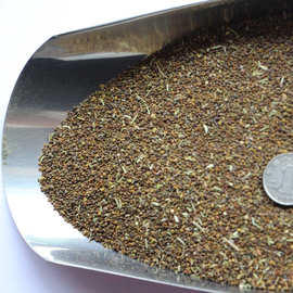 批发牧草种子 沙打旺种子 固堤防沙耐盐碱 畜禽饲料绿植