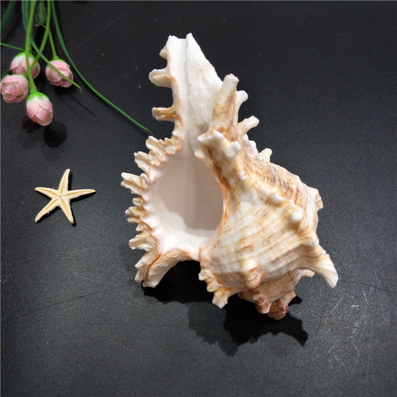Kirin Snail Natural Conch and Shell Thousand Hand Snail Landscape Fish Tank Landscape Creative Home Collection Specimen Snail