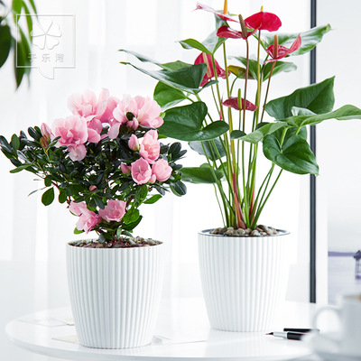 杜鹃花香水百合花盆栽带花苞红掌四季开花室内观花植物花卉盆栽