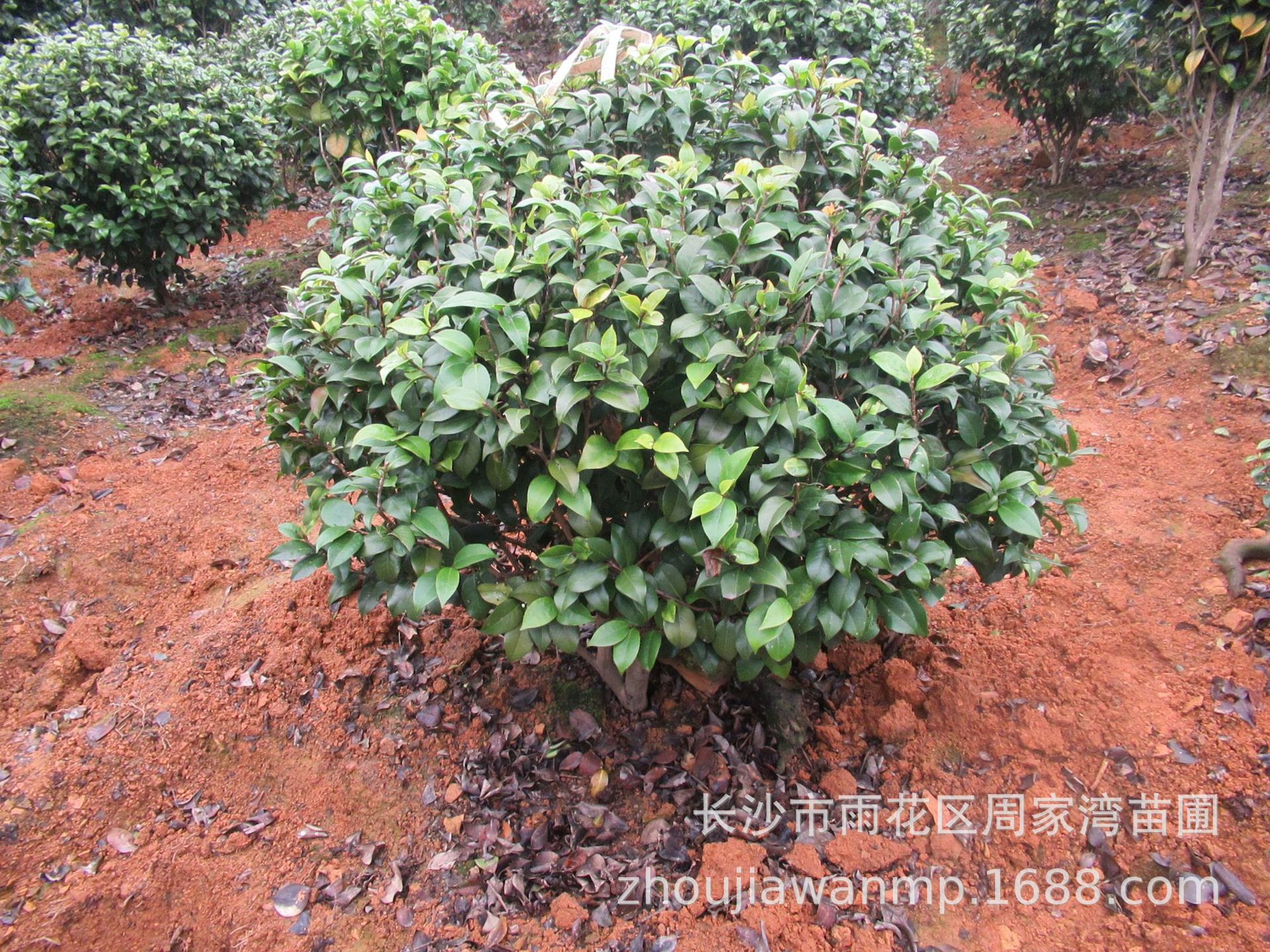 批发山茶花球 山茶花树各种规格 基地品种齐全园林绿化 现货供应