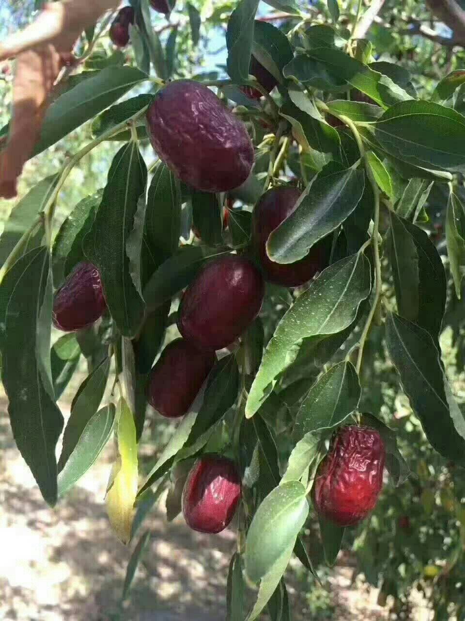 正宗的若羌灰枣产地农户自产自销(子母河原枣)