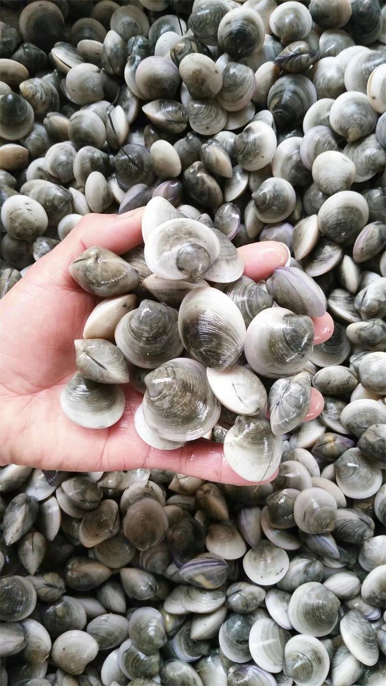 全国供应海鲜批发 鲜活贝类 青蛤蜊 铁蛤蜊 蛤蜊沙白海鲜水产鲜活