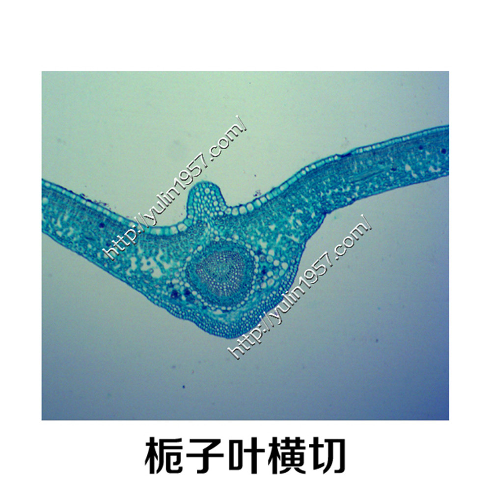 玻片 切片标本 生物实验显微镜中药切片 栀子叶横切