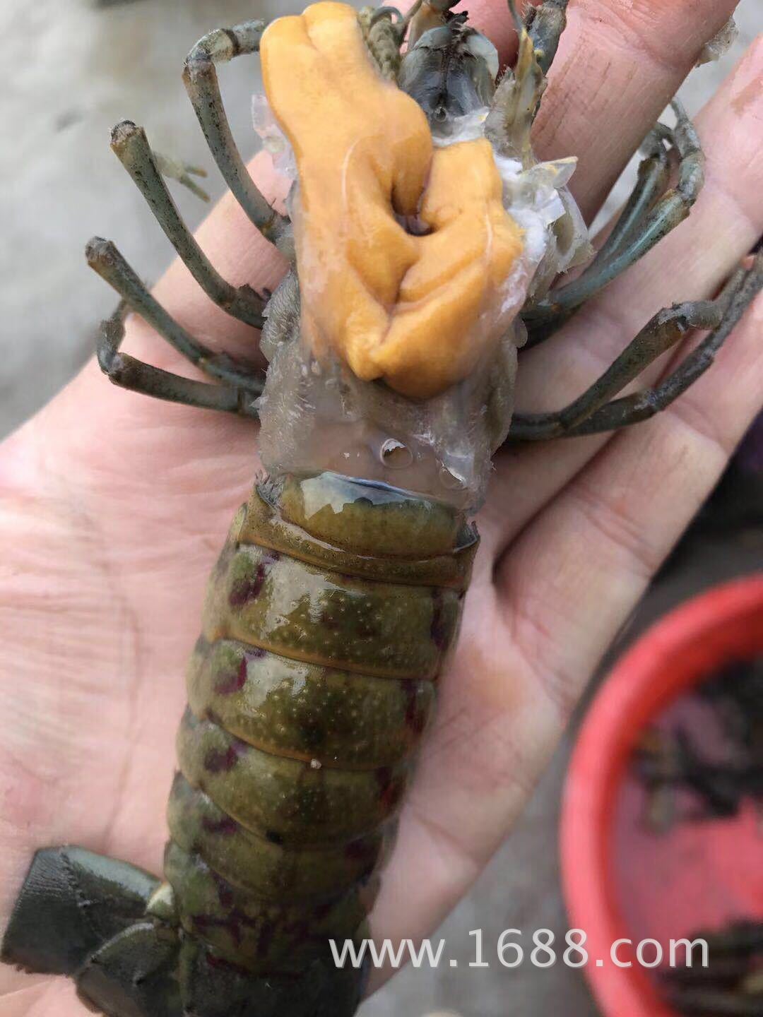 鲜活澳洲 淡水小澳龙小蓝龙红螯螯虾1-4两批发