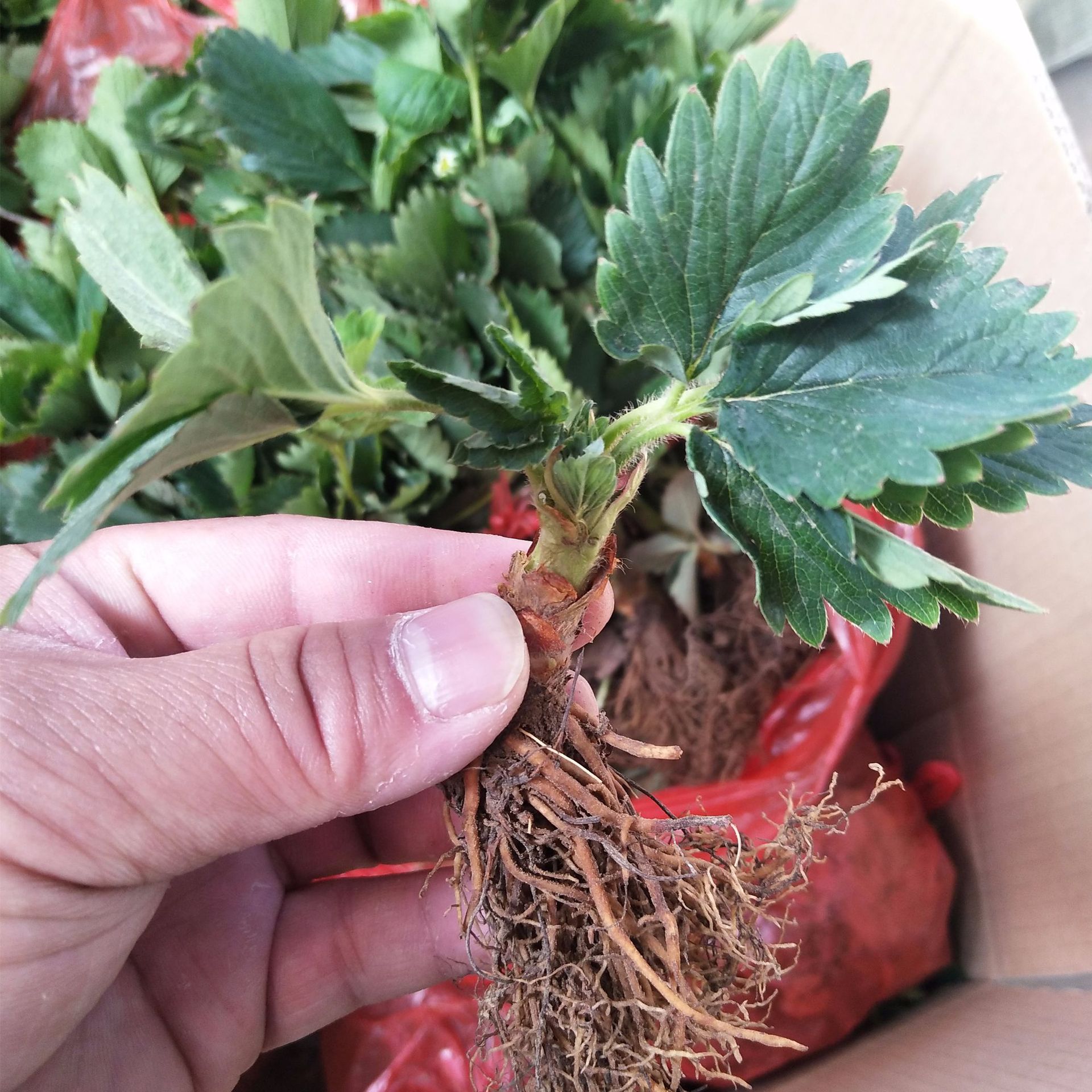 四季草莓苗量大优惠根系发达盆栽草莓苗山东基地直销红颜草莓苗