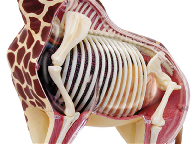 包邮4d master 益智拼装玩具动物长颈鹿器官解剖医学用教学模型