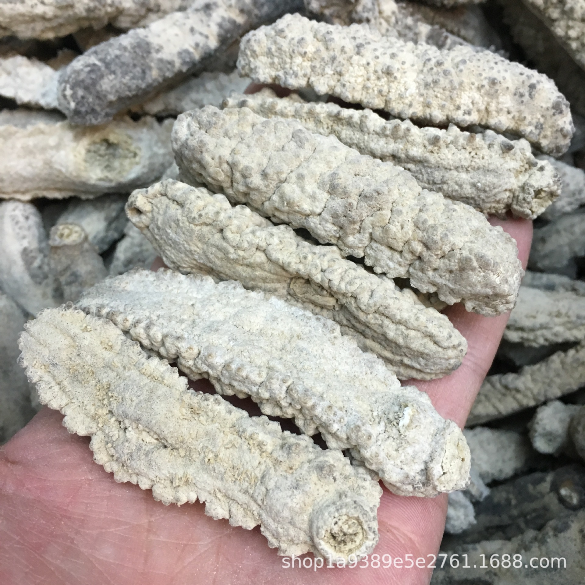 黄玉参 非洲黄玉参 20-30头左右 野生淡干海参 批发