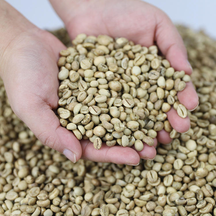 海南咖啡豆/兴隆咖啡豆/罗布斯塔豆 咖啡生豆oem可贴牌代加工