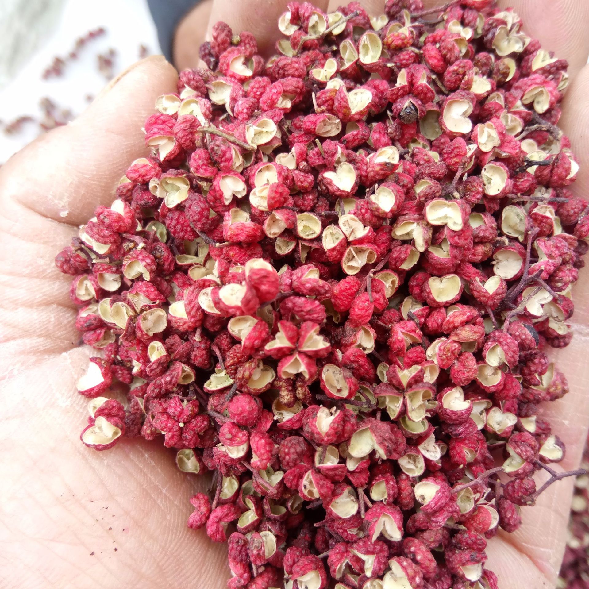 一件代发四川花椒 正宗汉源花椒火锅牛肉酱调味料250散装批发