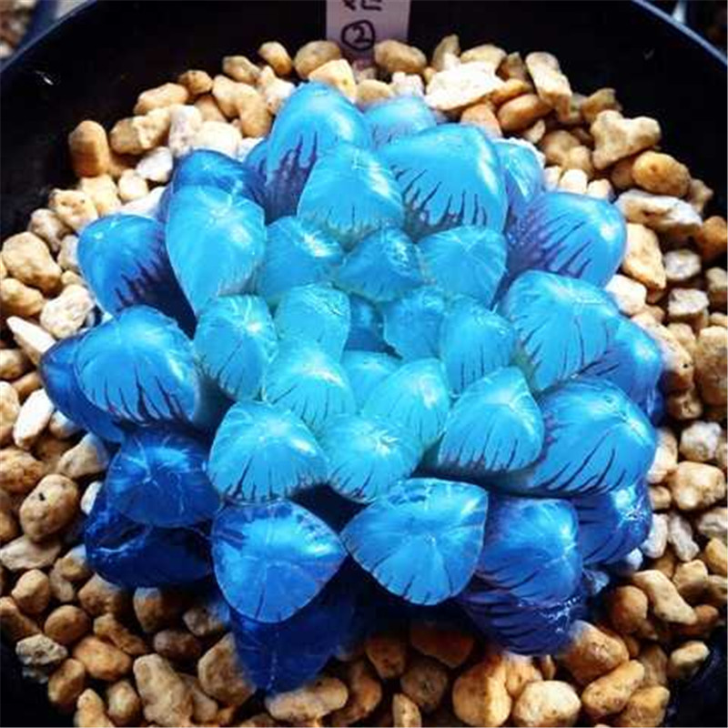 多肉种子蓝色玉露种子200粒玉露植物蓝色多肉肉玉露绿植盆栽植物
