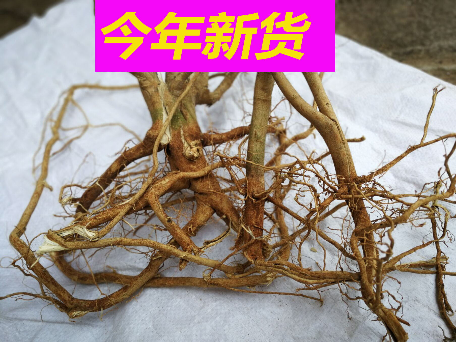 正品野生磨盘根整棵 磨盘草根 磨盆根 磨盆草根帽仔盾头 新货无硫