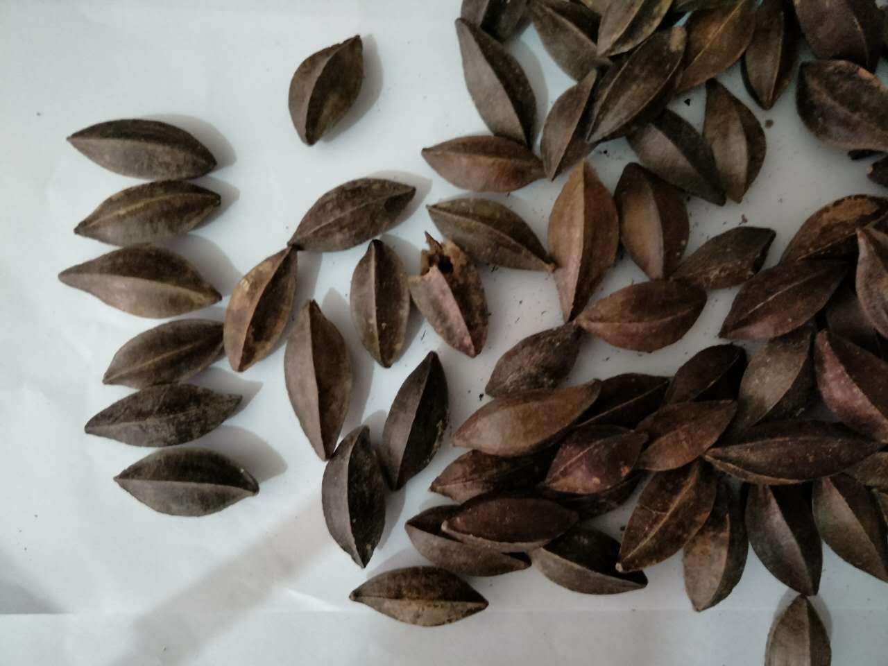 飒枫中药材 使君子/留求子/史君子/五棱子 大货批发 厂家直销