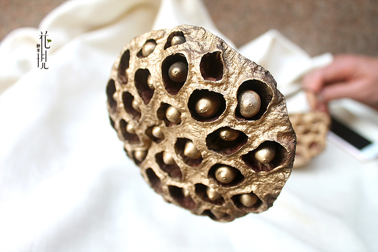 带籽金莲蓬干莲蓬荷花果实干花佛具落地艺术禅意家居装饰拍摄道具