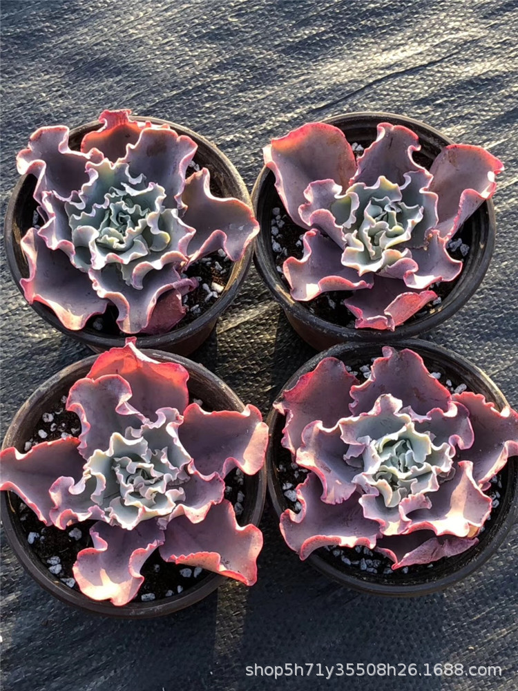 045基地批发多肉植物限量 包菜 爱丽丝单头多肉品种品相实拍限量