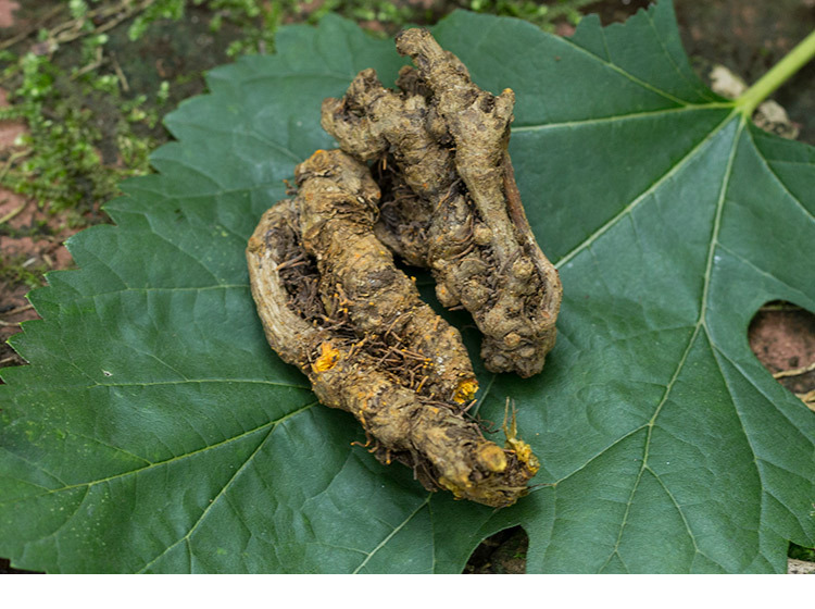 大货批发四川不熏硫川黄连 鸡爪黄连500g起包邮量大从优可帮磨粉