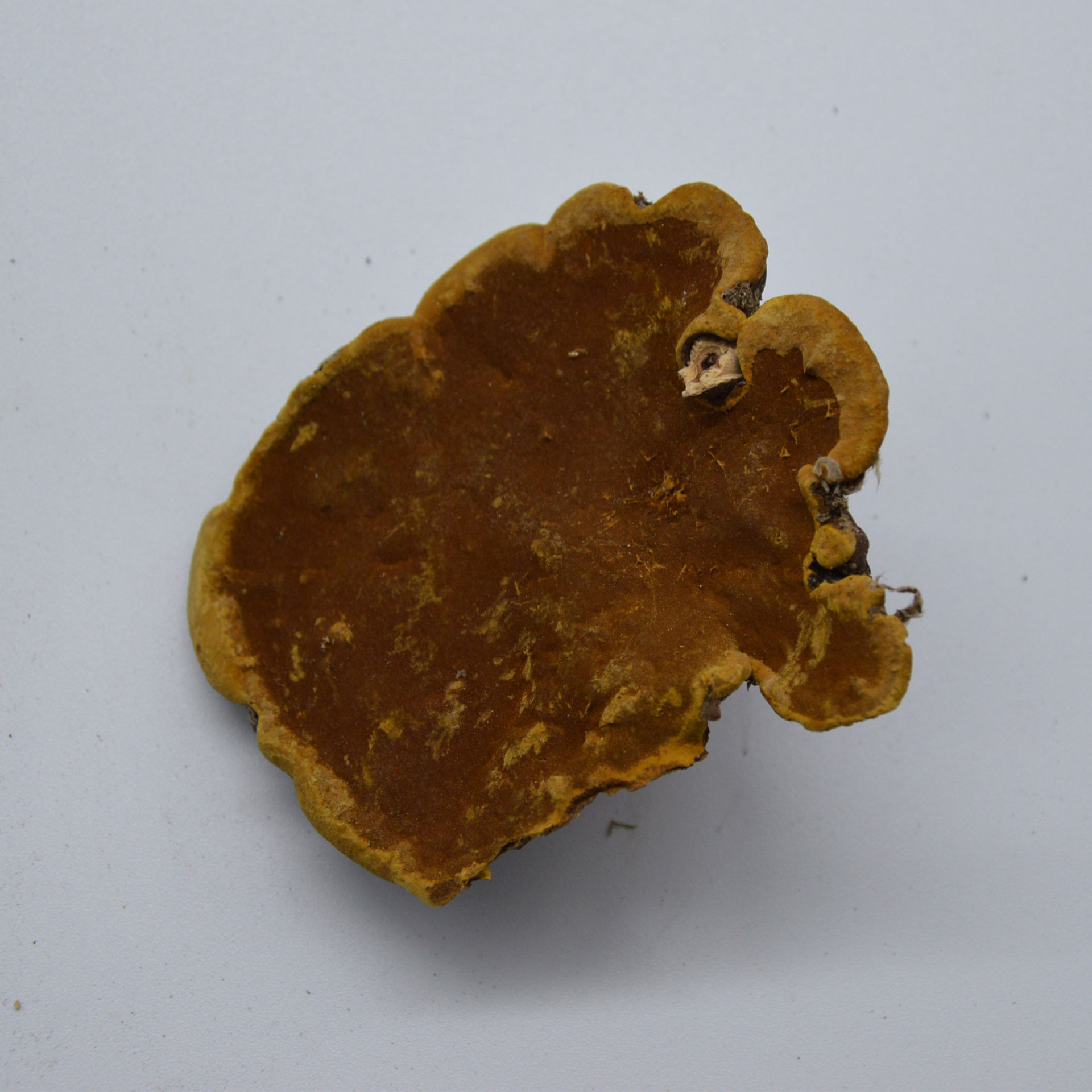 长白山桑黄灵芝暴马丁香树桑黄500g 暴马桑耳桑黄批发