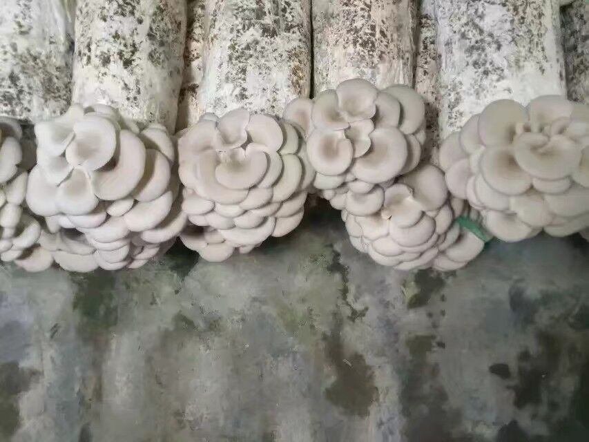 平菇菌棒食用菌菌袋蘑菇种植菌包高低温菌种阳台多肉植物