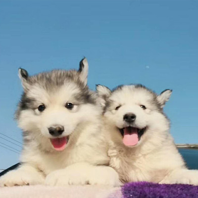 阿拉斯加灰桃幼犬 大骨量 性格憨厚 保纯保健康