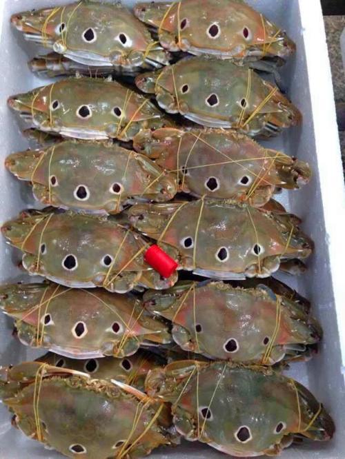 三眼蟹红膏三点蟹红膏蟹红母膏满肉多野生绿色精挑细选 1件8斤