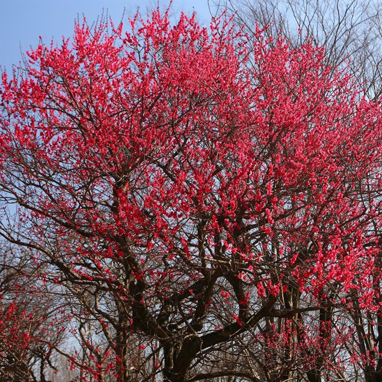 原生红梅树苗基地批发庭院观赏植物 室内装饰红梅花苗 嫁接腊梅苗