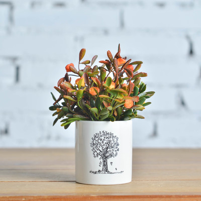 工厂直销仿真爱情树陶瓷圆杯盆栽新款植物盆栽家居创意装饰盆栽盆