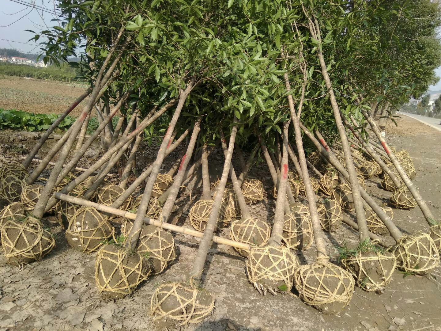 盆栽四季桂花嫁接苗 桂花树苗 庭院阳台香型花卉老桩金桂八月桂花