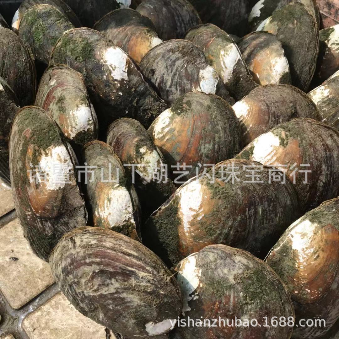 爱迪生 多珠蚌 一蚌多珠 直播推荐 珍珠蚌批发 新品