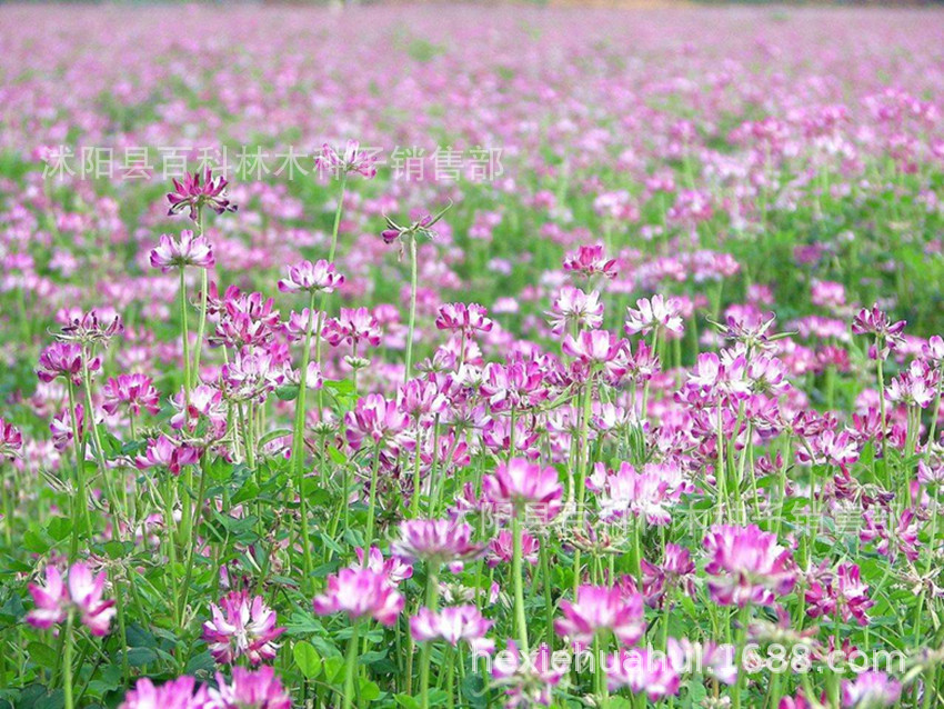紫云英紫花苕子光叶苕子毛苕子油菜籽绿肥三叶草