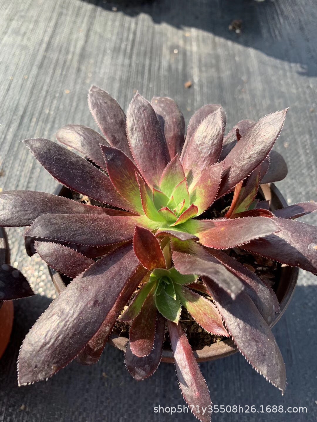 855状态多肉植物基地批发正版孔雀法师盆12cm多肉法师品种