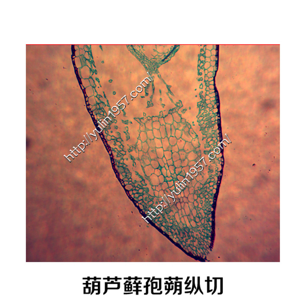 教学切片 葫芦藓孢蒴纵切 实验器材 生物玻片标本