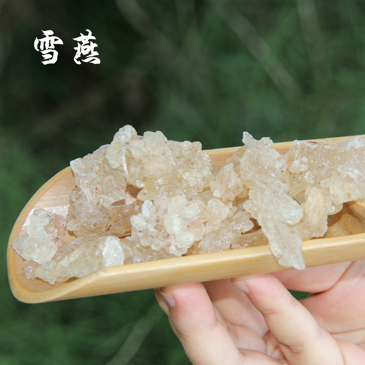 雪燕100g一瓶缅甸雪燕拉丝搭配雪莲子皂角米煮银耳羹