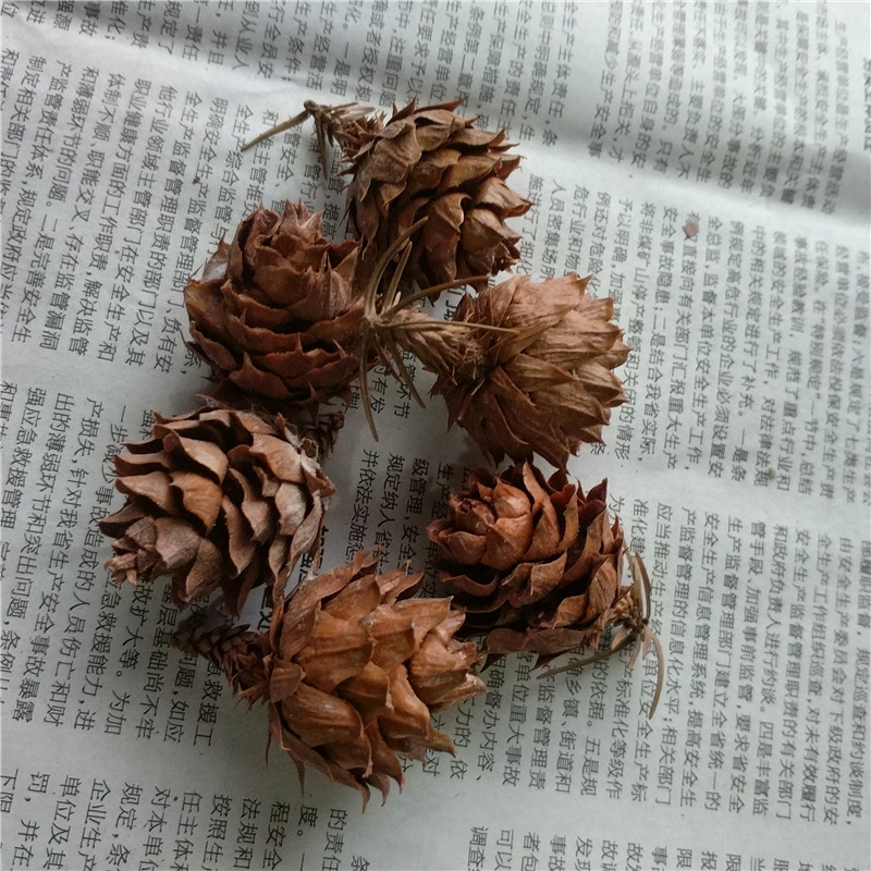 森系zakka天然 柳杉松果 杉树果 干果 干花复古网店拍摄拍照道具