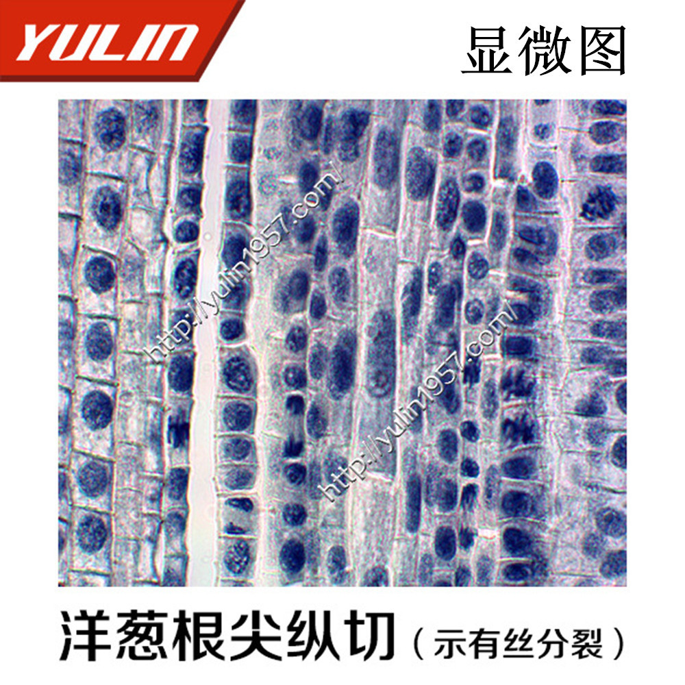 生物实验玻片标本生物学切片洋葱根尖纵切示有丝分裂