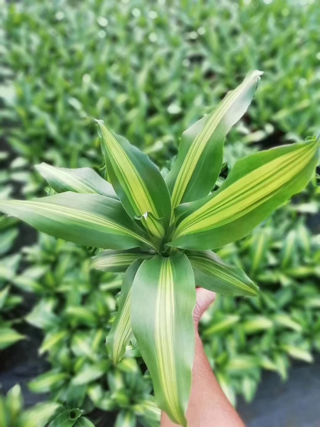 【基地直供】观叶植物室内吸甲醛桌面花卉小盆栽110直板金心铁