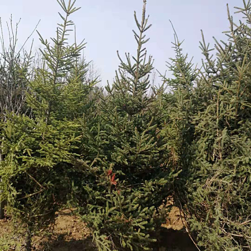 云杉树5米圣诞云杉树真树树形优美冠幅饱满
