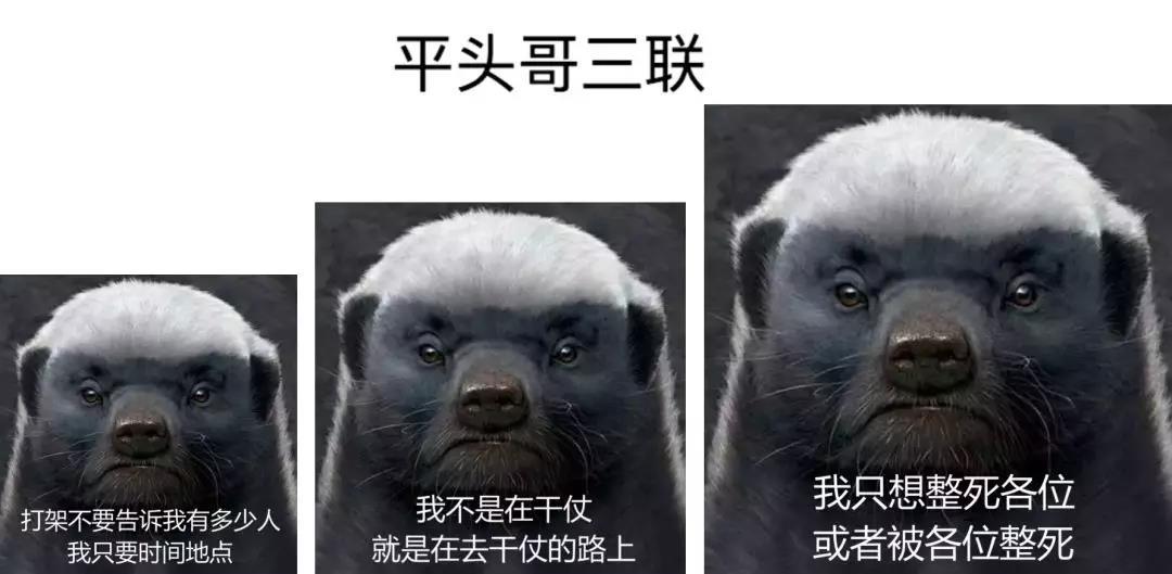 做人当如平头哥:生死看淡,不服就干!